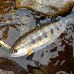 渓流ミノーイング ～長良川水系～